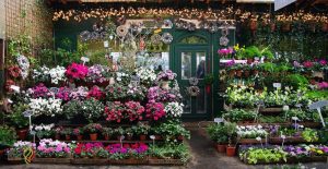 لیست بهترین گل فروشی های شیراز
